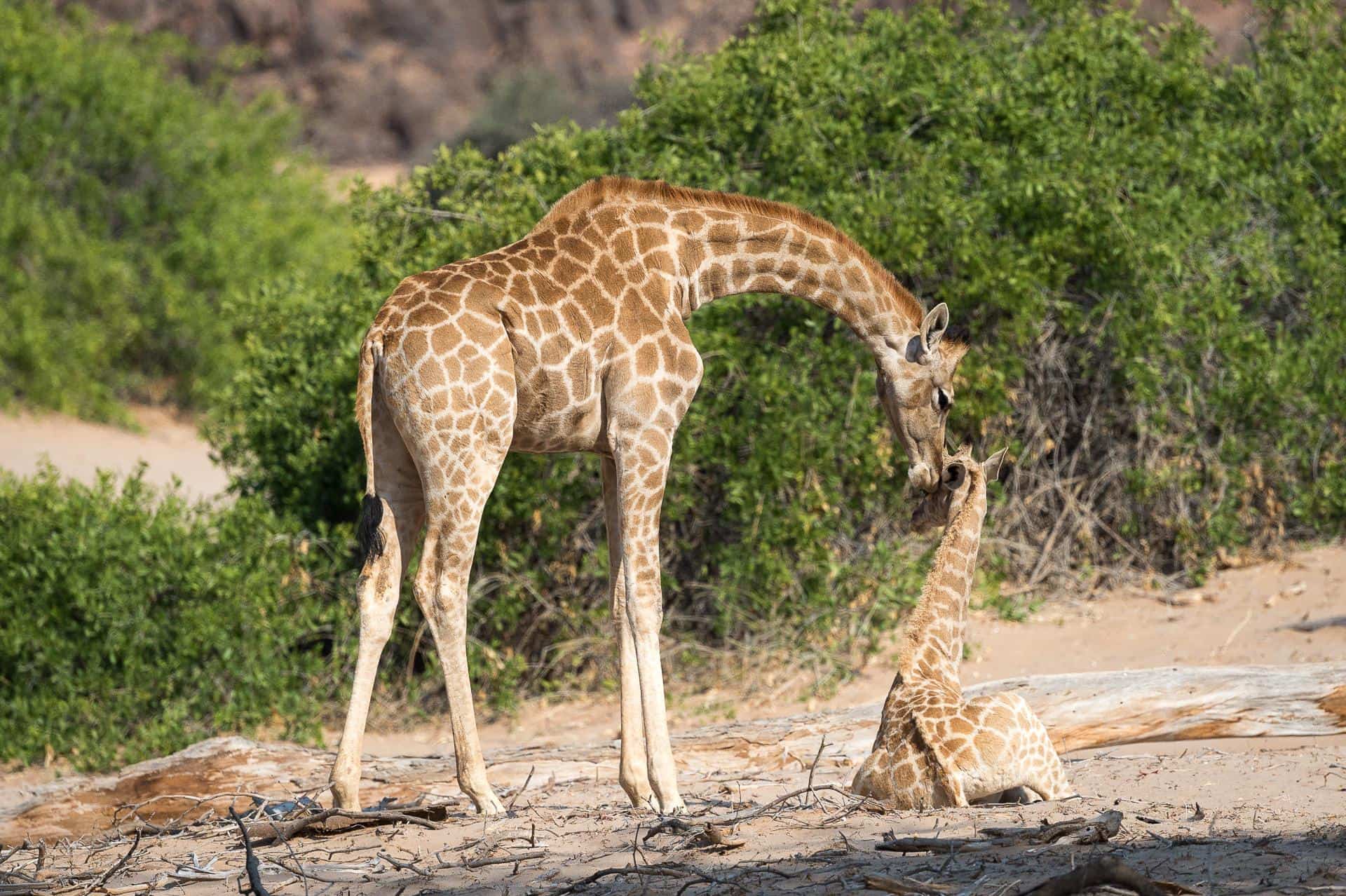 Come Si Chiama Il Verso Della Giraffa