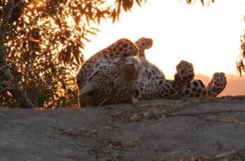 Leopard Mountain Game Lodge