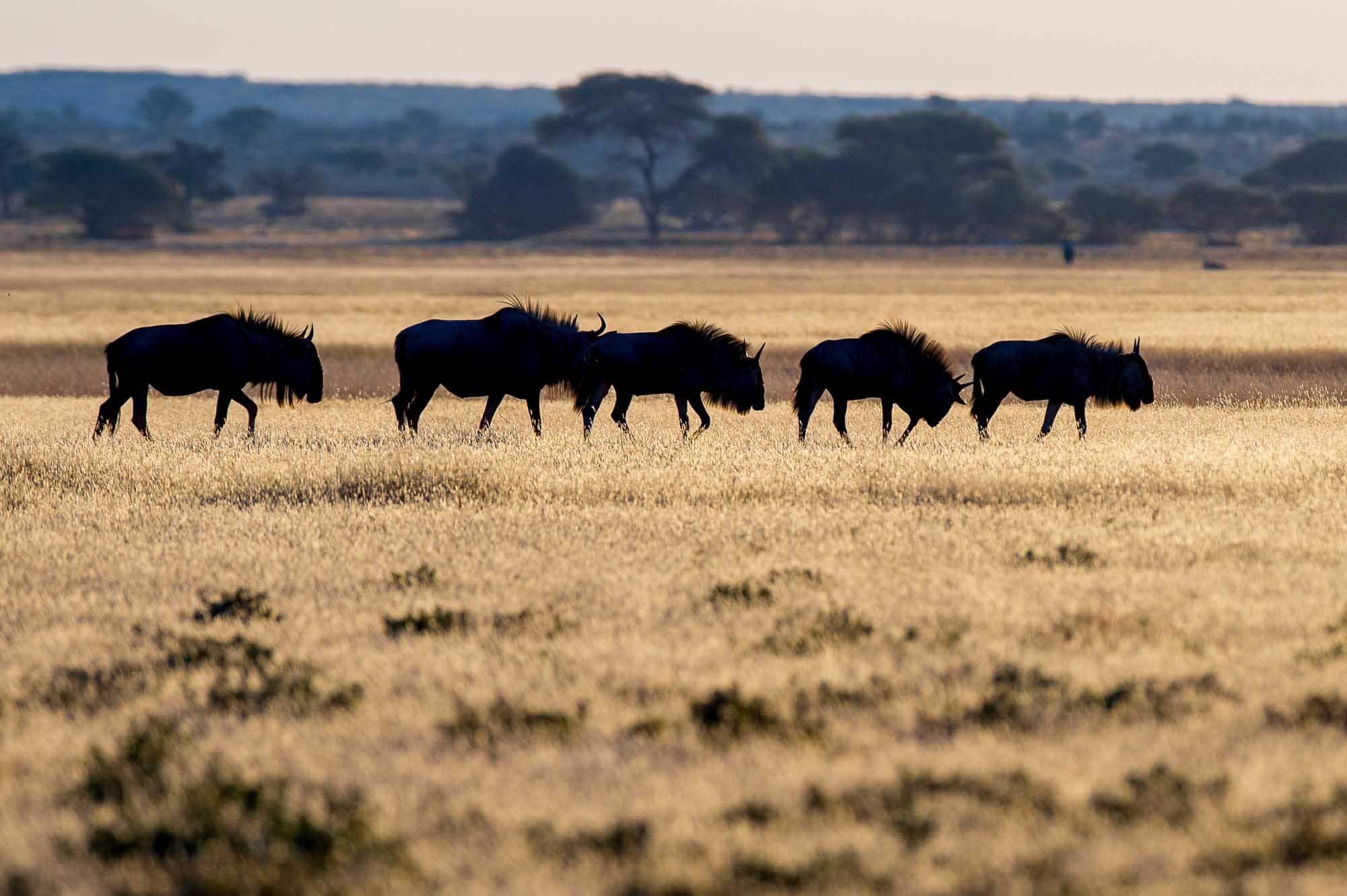 Video - Lions at Central Kalahari Game Reserve (CKGR ...