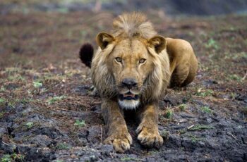Lion Safari – Chobe, Nxai Pan, Okavango Delta & Vic Falls