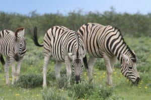 Our eco-friendly lawn mowers