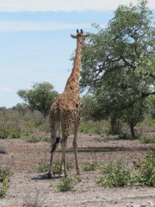 Giraffe are herbivores!
